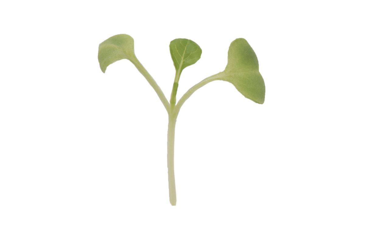 Komatsuna – Microgreen Seed
